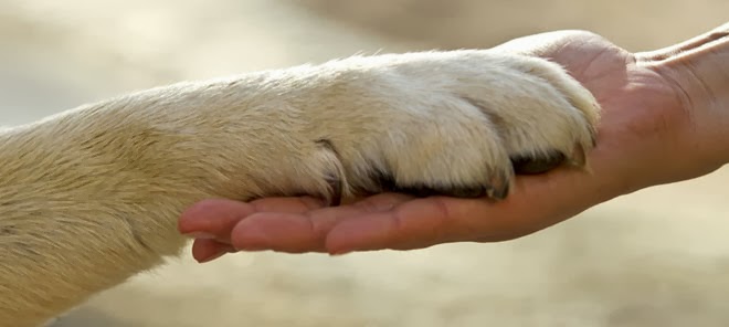 paw-and-hand